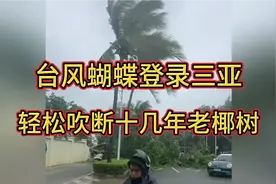 台风蝴蝶登陆三亚，轻松吹断几十年老椰树！！