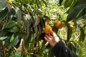 北京妇产医院陪诊代办18500698202视频封面