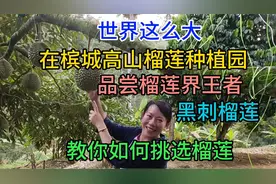 槟城高山榴莲种植园，品尝榴莲界王者，黑刺榴莲，教你如何选榴莲