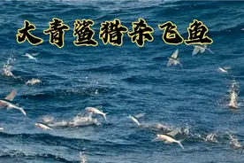 飞鱼从大海中一跃而出，最远能飞400多米，实在是令人惊叹！视频封面
