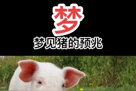 梦见猪的预兆个人爱好仅供参考.评论区留言你的梦、感谢支持♥️加