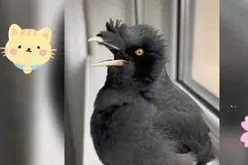 会唱歌的八哥 唱歌太好听了 来听听吧#萌宠会