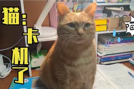 不好啦，这猫脑子宕机了！视频封面