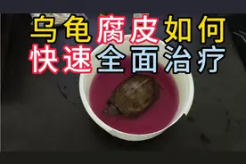 乌龟腐皮腐甲如何快速全面治疗，简单有效快速处理办法，三天治好