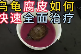 乌龟腐皮腐甲如何快速全面治疗，简单有效快速处理办法，三天治好视频封面