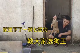 家里生了一窝七星狗，听老一辈说其中有一只是狗王，今天测试一下