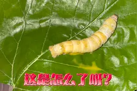 流黄水的蚕宝宝