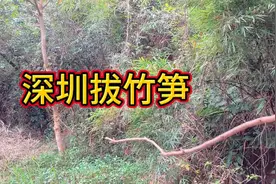 深圳有竹笋拔了，快来拔竹笋吧，视频有线路🫰
