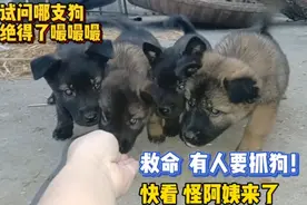 1个月没见的狗有什么反应？狗子都不认识我了，记忆只有30天吗？