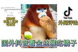 国外抖音看金丝猴吃橘子，老外：真像我朋友吃饭