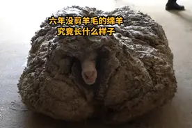 六年没剪羊毛的绵羊，究竟长什么样子？视频封面