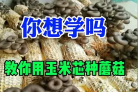 农村常见的玉米芯不要扔，可以用来种平菇，今天教你种植方法视频封面