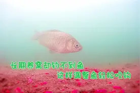 打了挺多窝料却钓不到鱼，可能两方面出了问题，调整下鱼轻松咬钩视频封面
