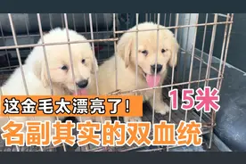 双血统金毛就是这么帅，一眼望去，就能让我心动的，大暖男金毛