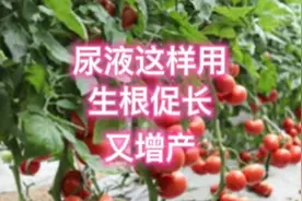 尿液浇菜小妙招，几天长新根，黄叶变绿叶，生根促长又增产视频封面