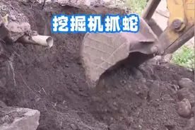 印度胡子哥用挖机挖洞抓辣条