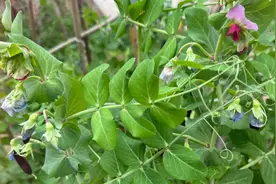 荷兰豆花寓意：吉祥如意，象征着美好向往和追求。视频封面
