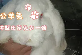 公羊兔，最大能长到14-15斤，体型比较大视频封面