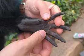 奶爸耐心给游客讲解蜘蛛猴，小猴子的纤纤玉手和尾巴太灵活了视频封面