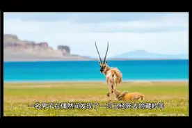发现死藏羚羊欲拔角，同伴制止：拔羊角违法吗？视频封面