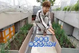 小香葱枯黄不长怎么办？用一个方法，葱又长壮了