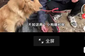 金毛诞下6崽后被弃养鸡圈，寒风中瑟瑟发抖，绝望的眼神令人心疼视频封面