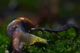 萤火虫幼虫猎食过程：蜗牛被毒液溶解成汁