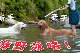 小金毛第一次游泳，竟差点溺水？大金毛表示无压力视频封面