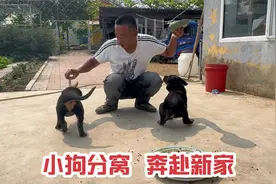两个月大的罗威纳幼犬即将分窝，给找了一个好家庭，愿狗生幸福