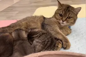 半夜的时候听到猫咪的嚎叫，居然是这个原因！视频封面