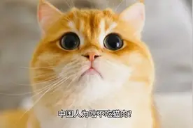 猫咪破解版