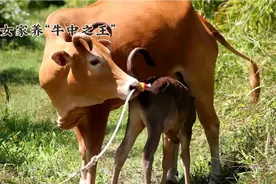 美女家的种公牛好厉害，可以同时配5头母牛#动物世界 #牛视频封面