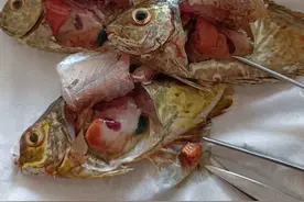 泥猛专用，养殖行业难上加难，饲料贵，一年涨几次价。加油养殖人视频封面