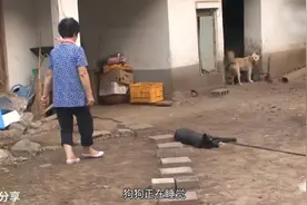 养了5年狗狗，却从来不让主人碰，真相让人哭笑不得视频封面