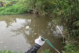 这巨型罗非快有我两个脚那么大了，才3.1斤重……真的太瘦了视频封面