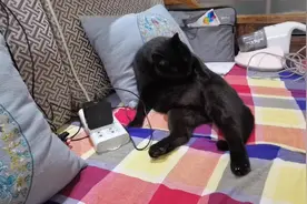 可爱猫咪表情包！单从胖猫吉吉悠闲的坐姿看这猫生得有多幸福哇！视频封面