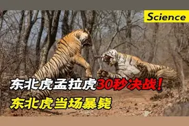 云南动物园老虎相残！东北虎和孟拉虎30秒生死决战，东北虎暴毙视频封面