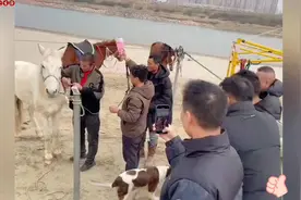 2025最感人的救人一幕，愿白龙马早日康复视频封面