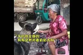 狗狗对主人是百分百的爱视频封面