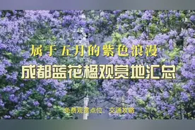 属于五月的紫色浪漫，成都蓝花楹观赏地汇总，附交通攻略视频封面