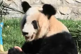 孟菲斯动物园申请再次租借大熊猫，是否应考虑其不负责任历史