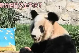 孟菲斯动物园申请再次租借大熊猫，是否应考虑其不负责任历史