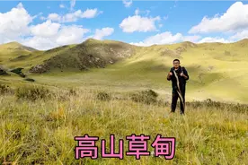 郎木寺藏区，海拔3400多米的高山牧场，秋季景色美，山上牛羊成群