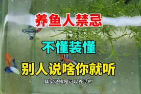 养孔雀鱼禁忌，不懂装懂害人啊，什么鱼也养不好