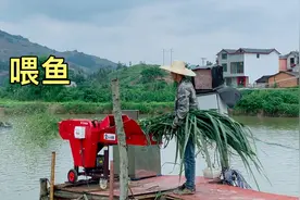 阿欢把草打碎了喂鱼，这样草鱼连根部都能吃掉，农村绿色养殖视频封面