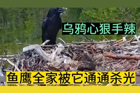 乌鸦心狠手辣，鱼鹰全家被通通杀光。