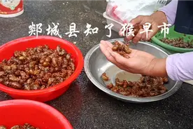山东省郯城县“知了猴”早市，还有卖“山水牛”的视频封面