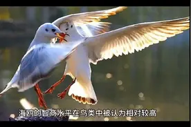 海鸥偷东西的智商挺高视频封面