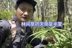 林间的中药草天南星和半夏，似乎是非常的好种植的植物视频封面