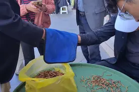 西藏拉萨清真大寺门前冬虫夏草古老的交易手式视频封面